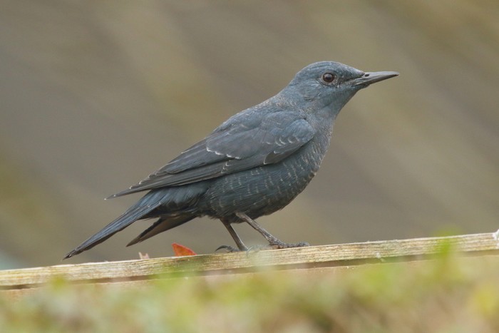 Blue Rock Thrush