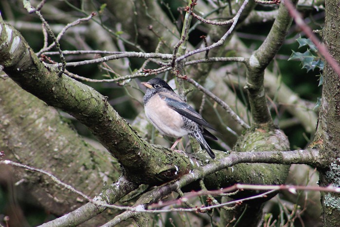 Rose-coloured Starling