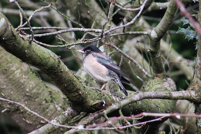 Rose-coloured Starling