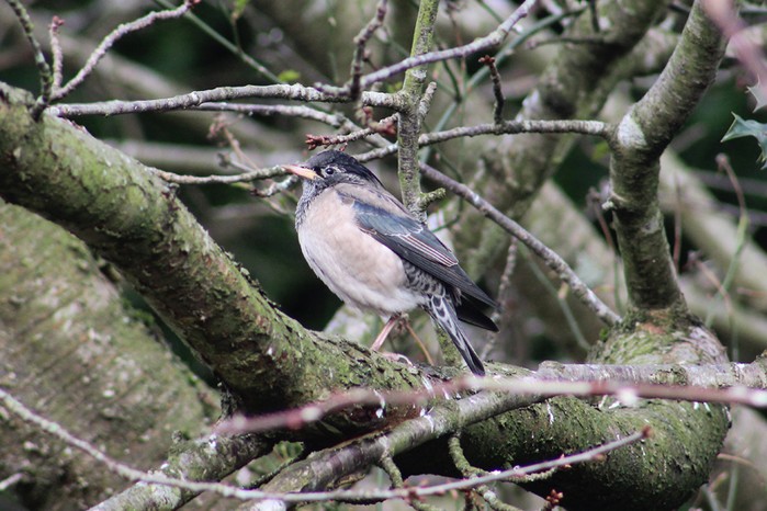 Rose-coloured Starling
