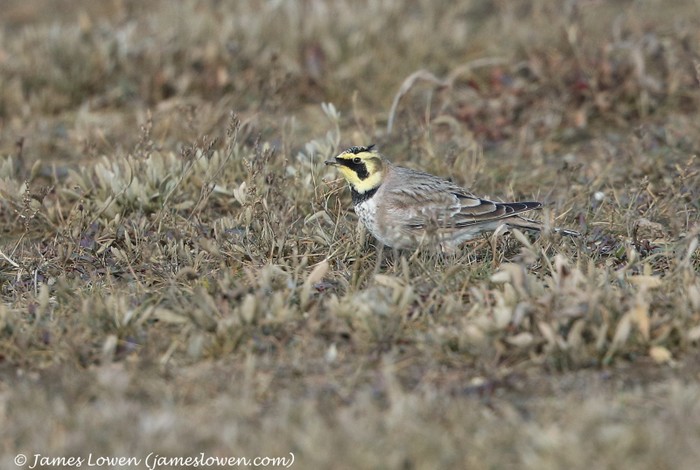 Shorelark