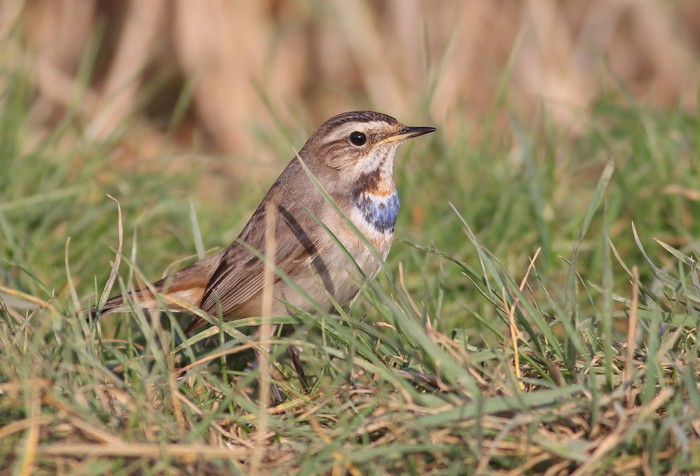 Bluethroat