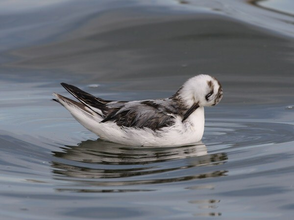 Grey Phalarope