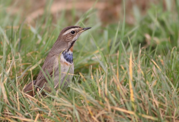 Bluethroat