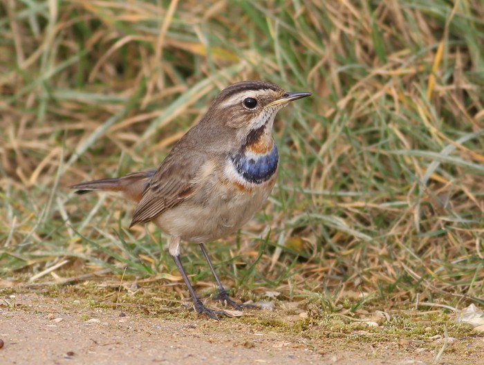 Bluethroat