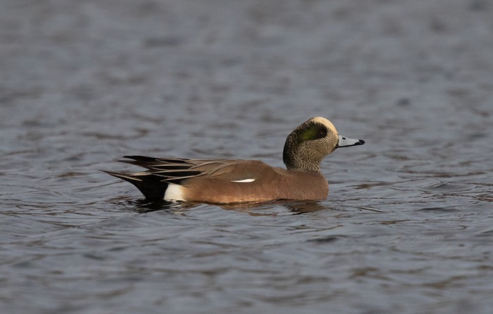 American Wigeon