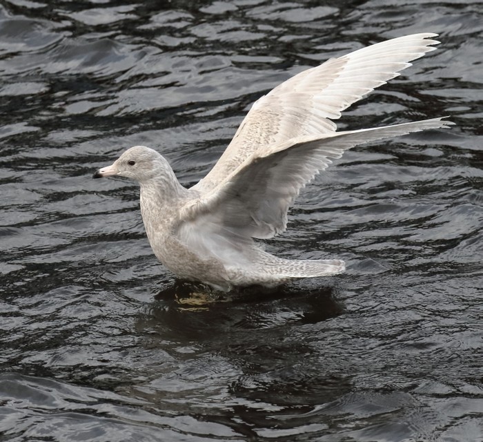 Glaucous Gull