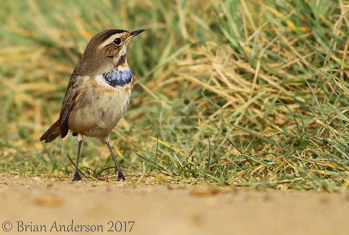 Bluethroat
