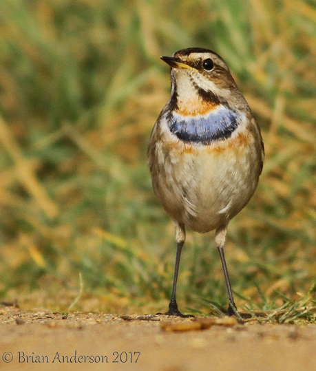 Bluethroat