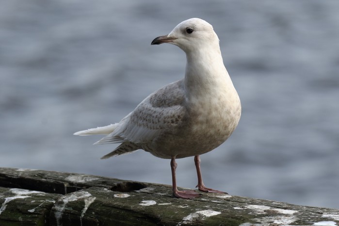 Iceland Gull