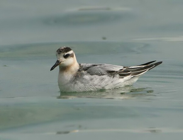 Grey Phalarope
