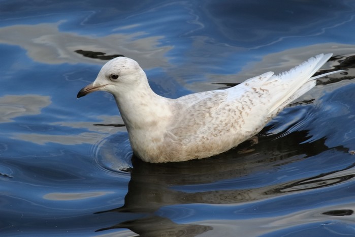 Iceland Gull