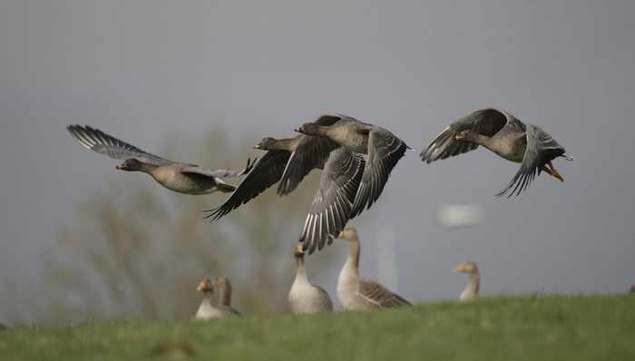 Tundra Bean Goose