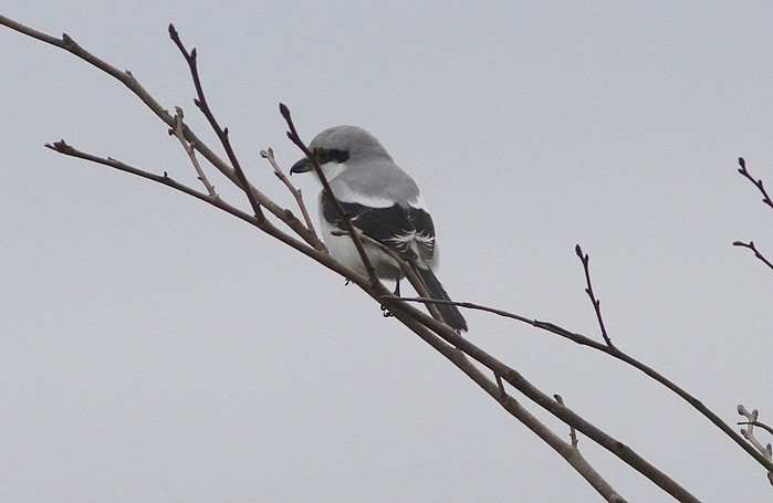 Great Grey Shrike