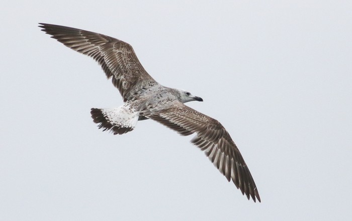 Caspian Gull