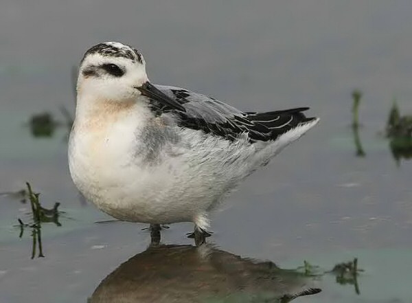 Grey Phalarope