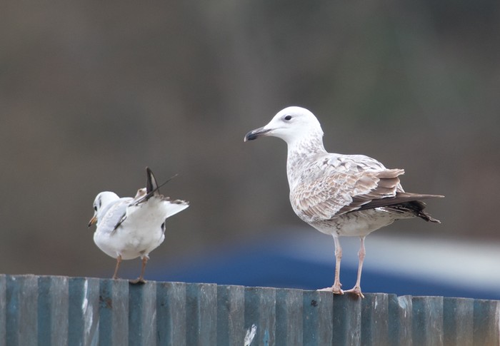 Caspian Gull