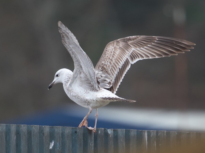 Caspian Gull