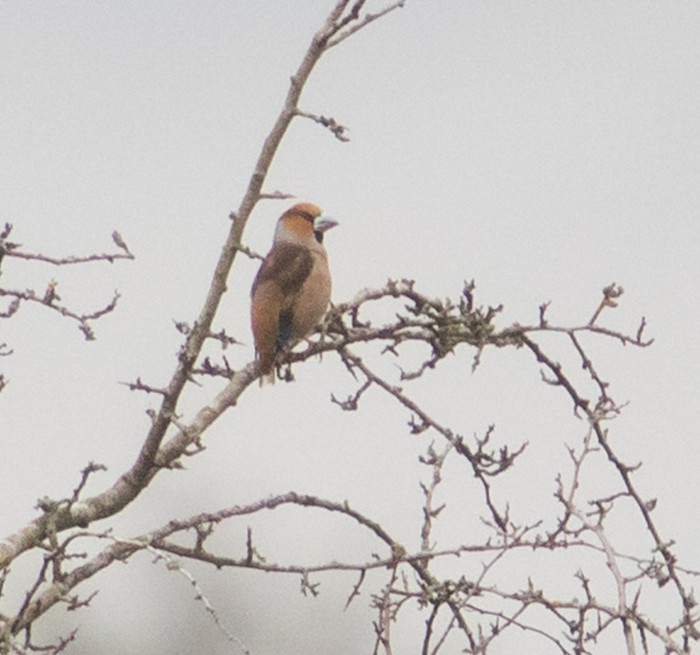 Hawfinch