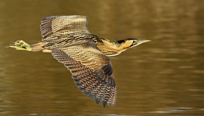 Bittern