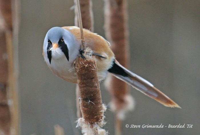 Bearded Tit