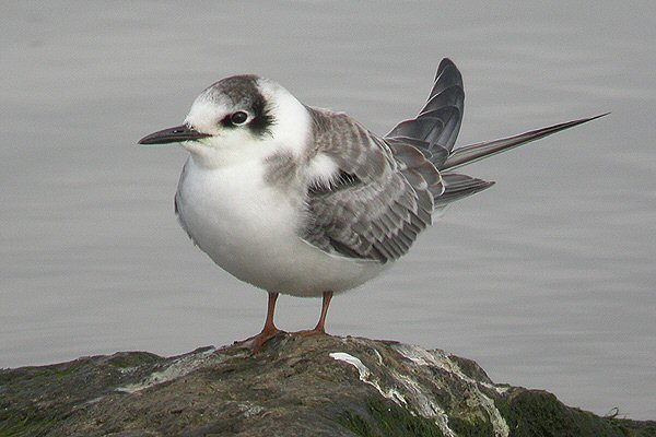 Black Tern
