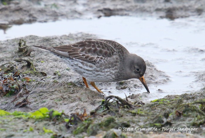 Purple Sandpiper