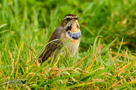 Bluethroat