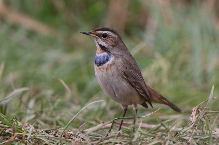 Bluethroat