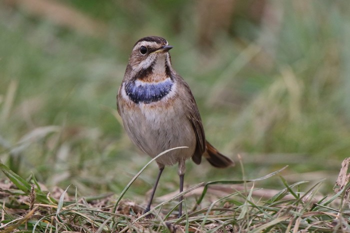 Bluethroat