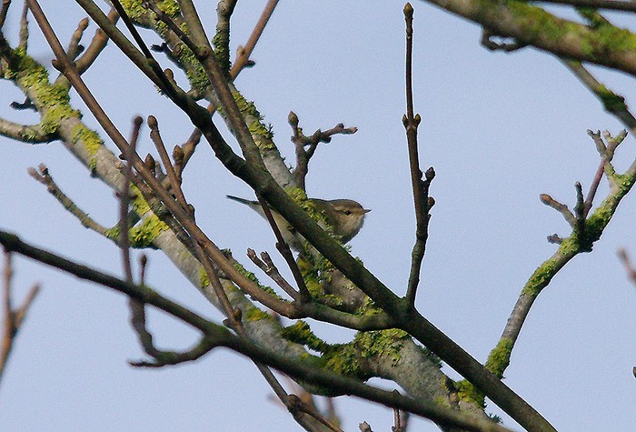 Hume's Warbler