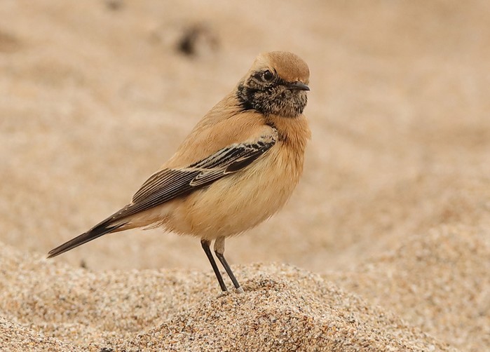 Desert Wheatear