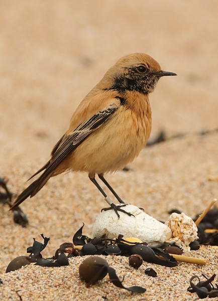 Desert Wheatear