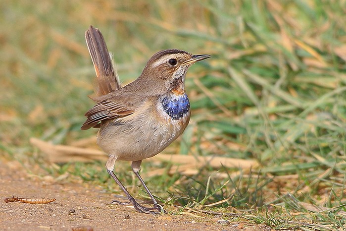 Bluethroat