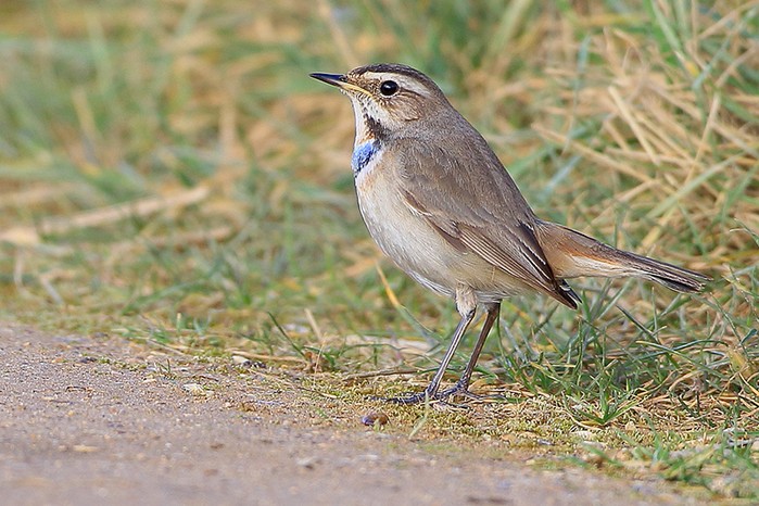 Bluethroat