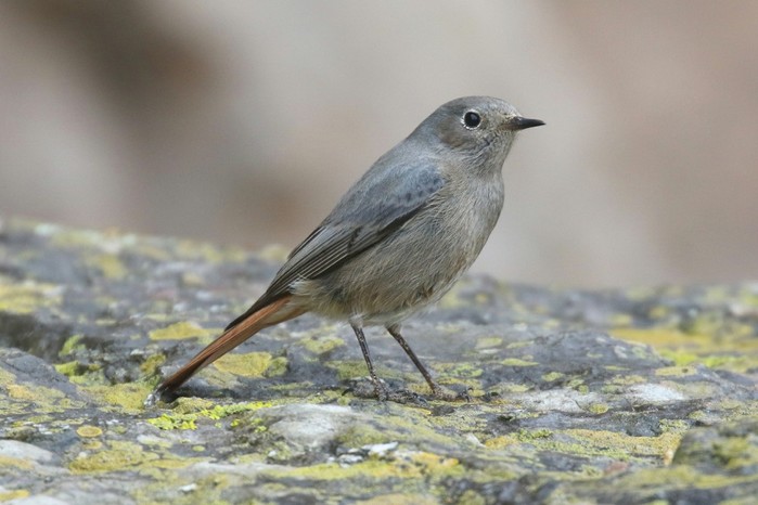 Black Redstart