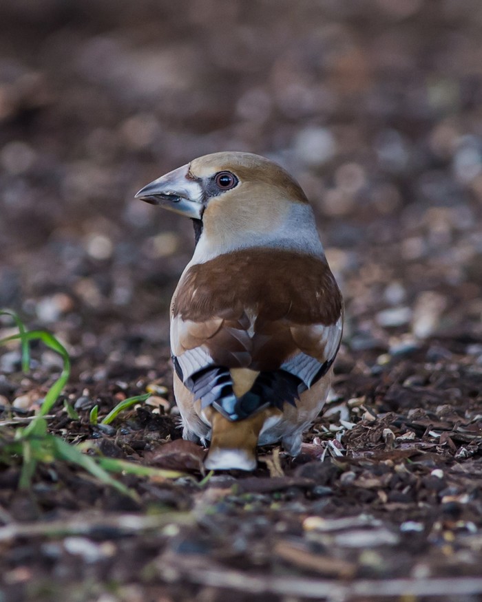 Hawfinch