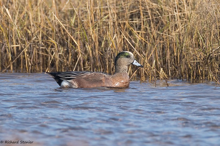 American Wigeon