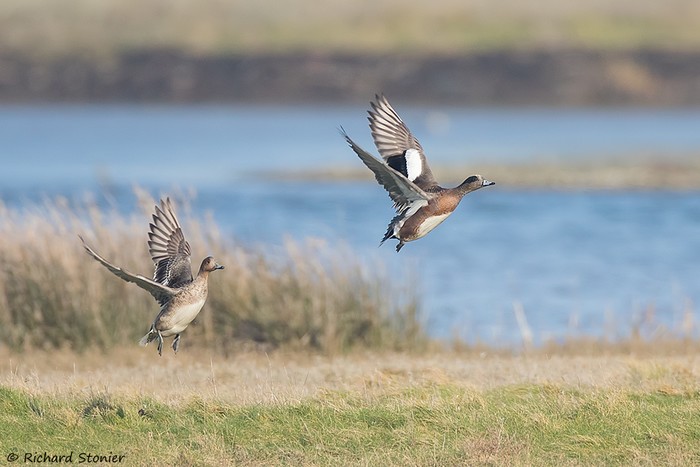 American Wigeon