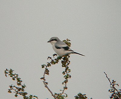 Great Grey Shrike