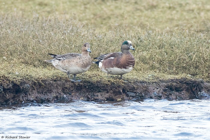 American Wigeon