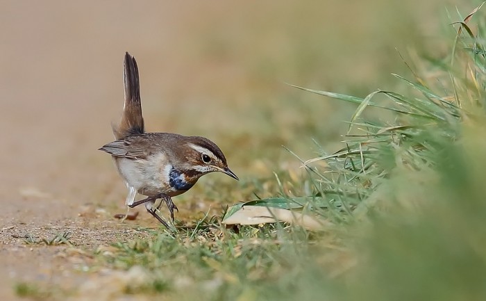 Bluethroat
