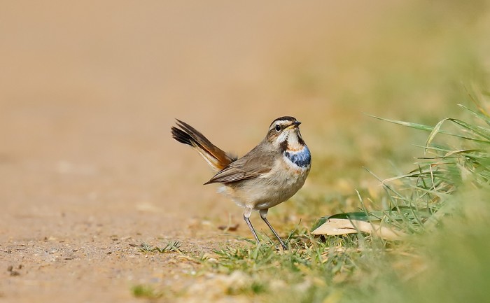 Bluethroat