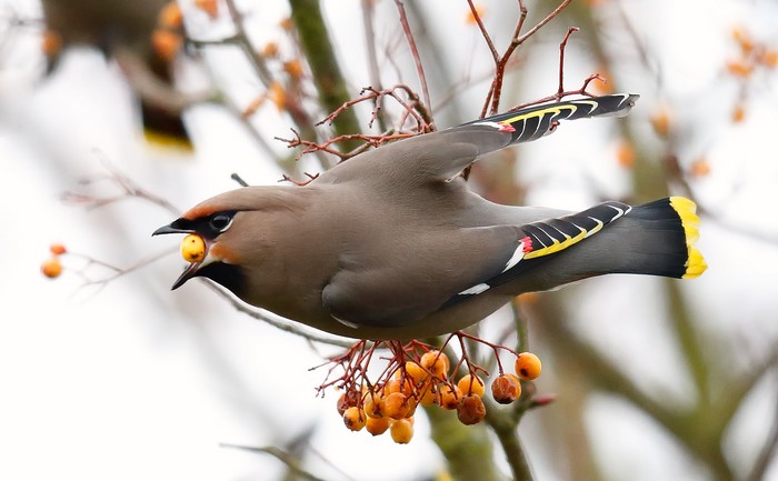 Waxwing