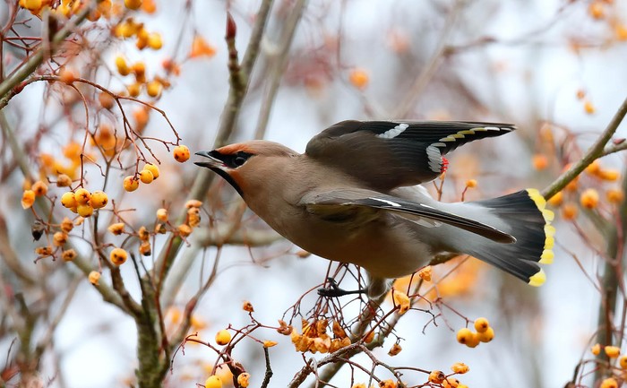 Waxwing