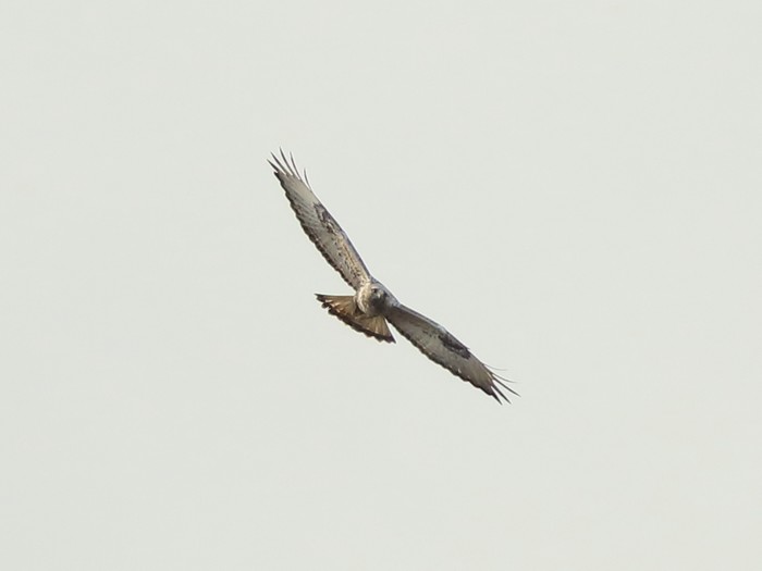 Rough-legged Buzzard