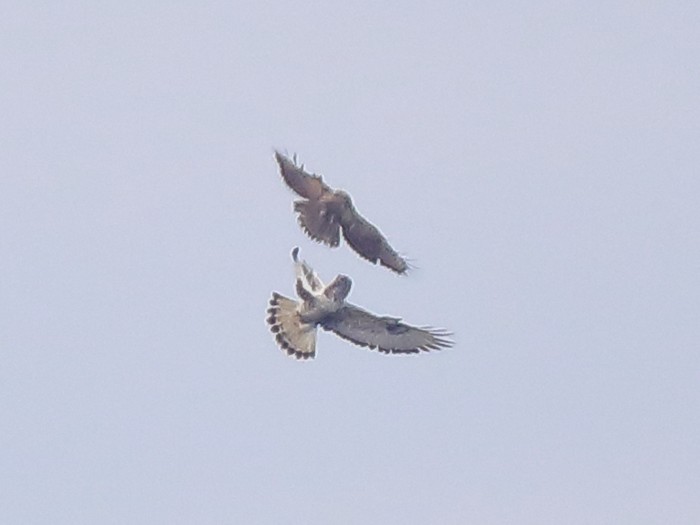 Rough-legged Buzzard