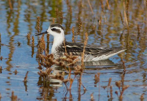 Red-necked Phalarope