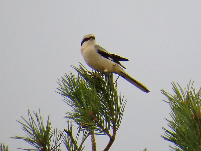 Great Grey Shrike