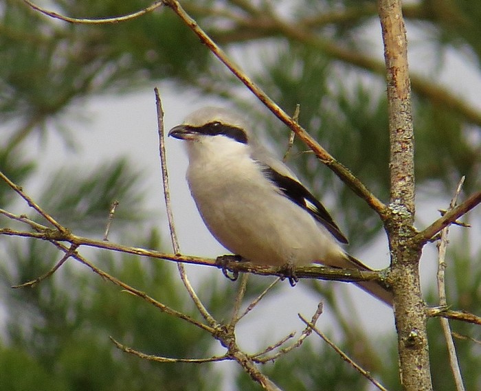 Great Grey Shrike